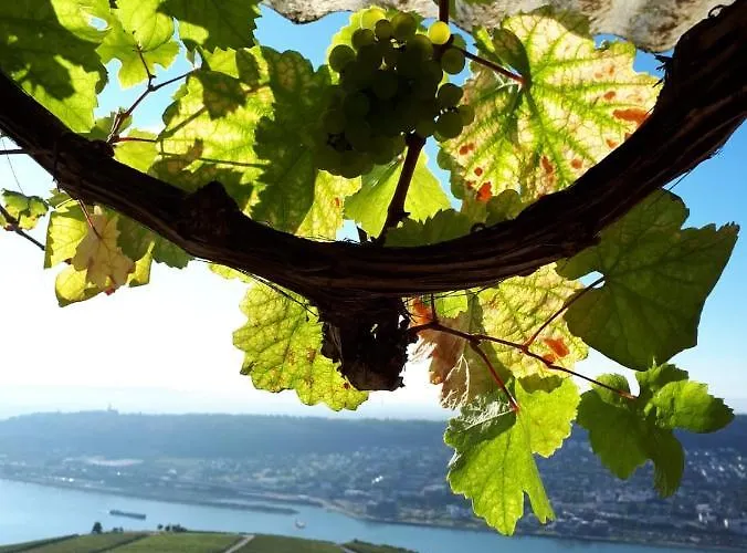 Appartement Rebenhaus Rüdesheim am Rhein