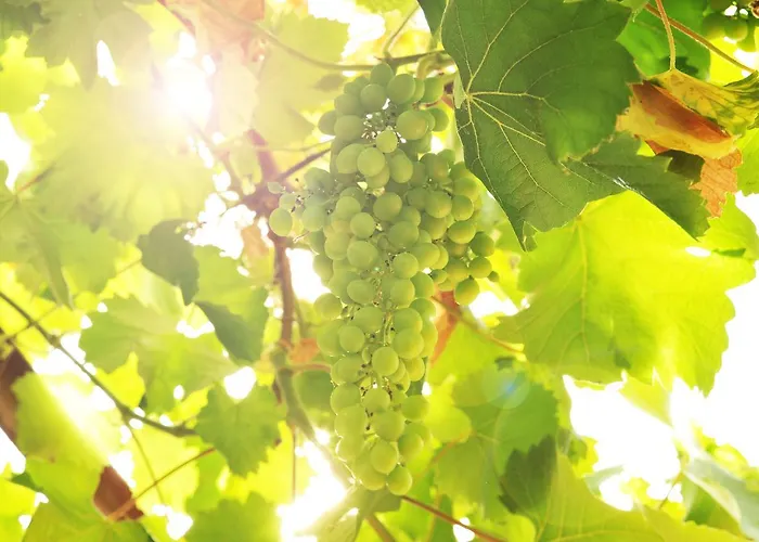 Appartement Rebenhaus